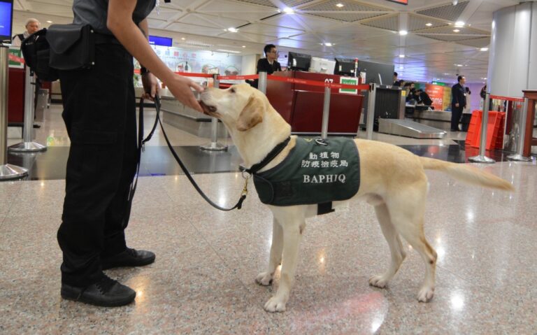 army dog in air port