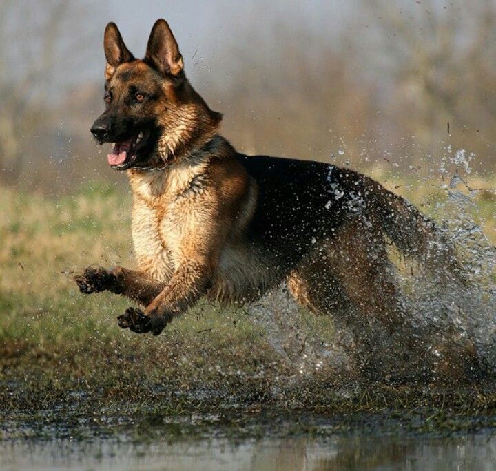 army dog jumping