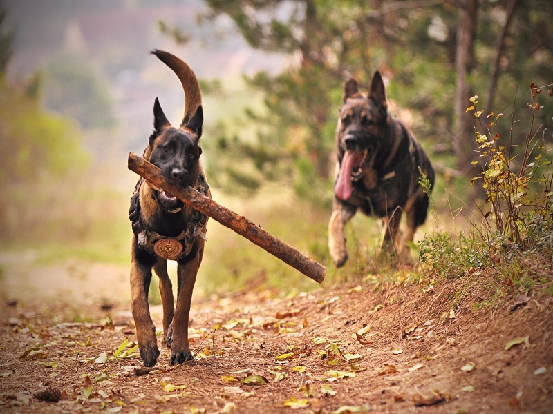 Army Dog Center