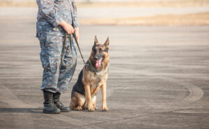 Army Dog Center Sindh