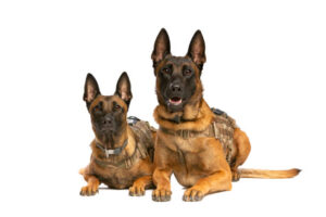 Army dog center Faisalabad