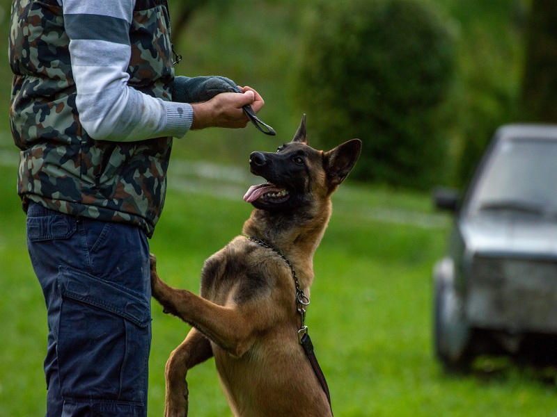 Army dog center Multan